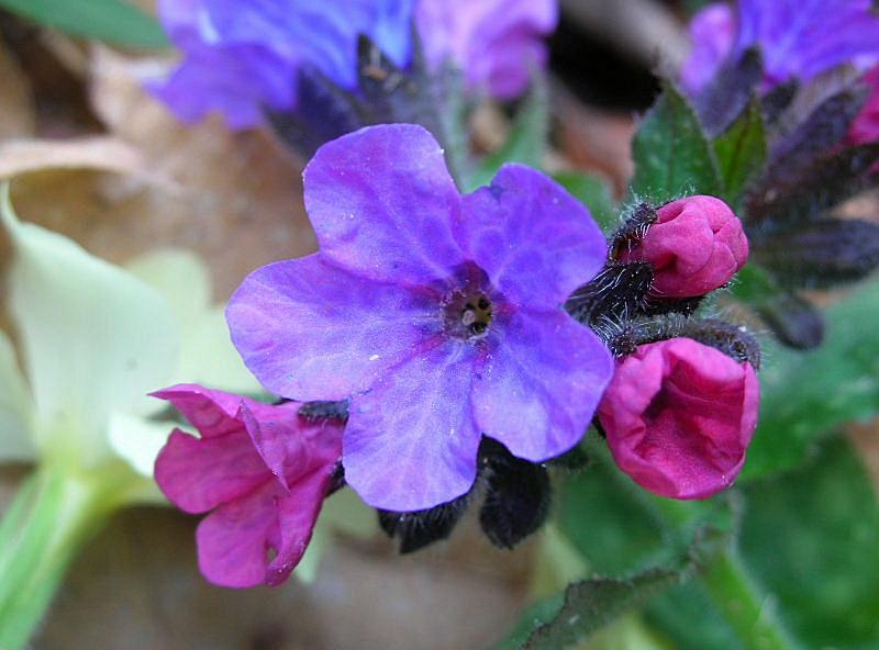 Pulmonaria officinalis / Polmonaria maggiore